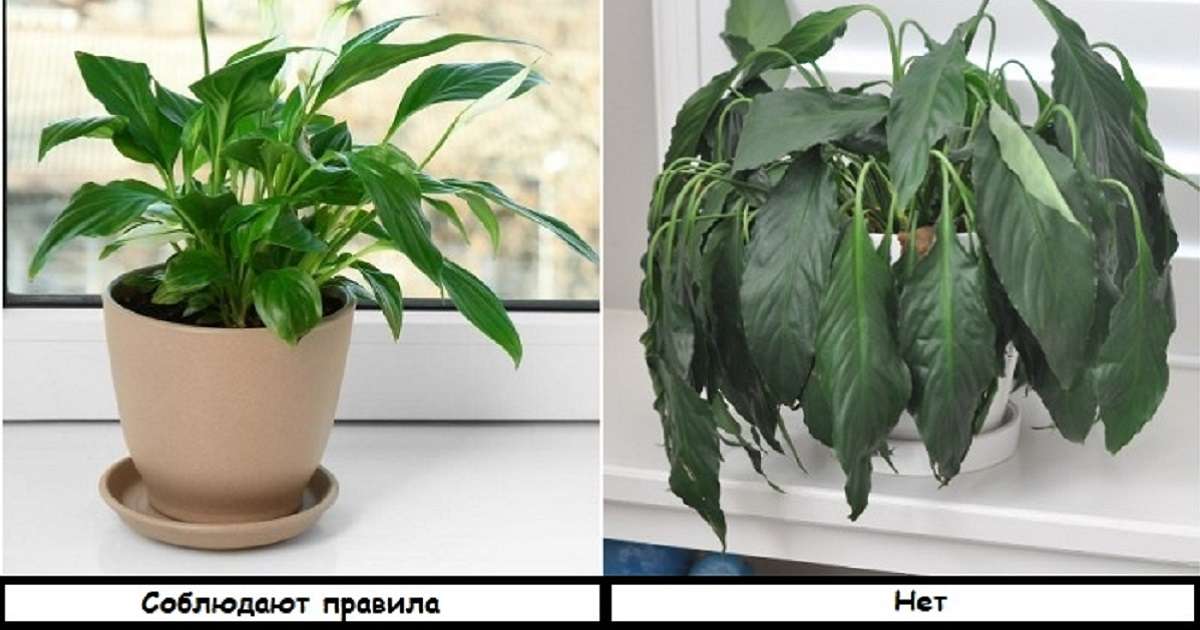 6 правил в уходе за комнатными растениями, которые часто нарушают, поэтому цветы вянут