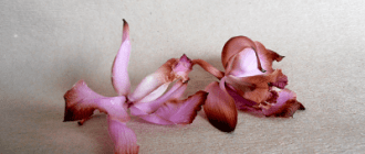 Если у орхидеи опали цветы: почему это происходит и как помочь растению?
