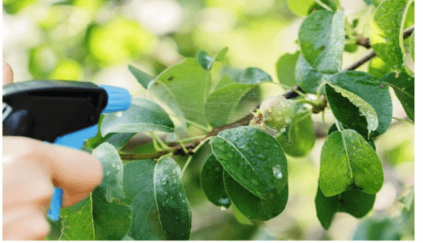 Чем правильно лечить ржавчину на листьях груши?