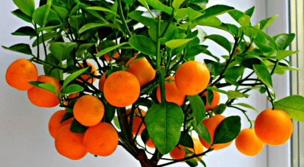 Секреты выращивания домашних фруктовых мини деревьев