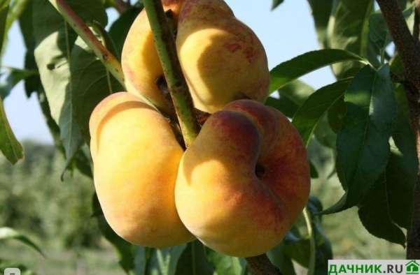Полная информация об инжирном персике: от описания и посадки до применения