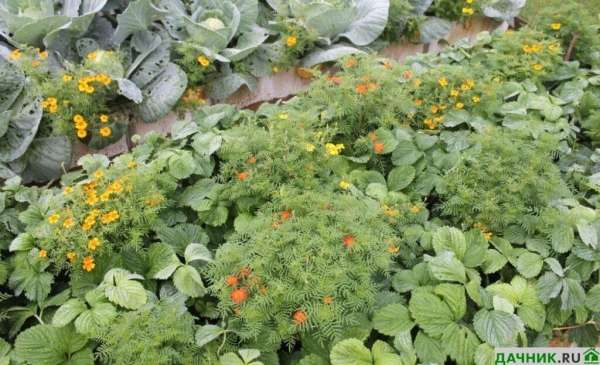 Чем подкормить осенью садовую землянику?