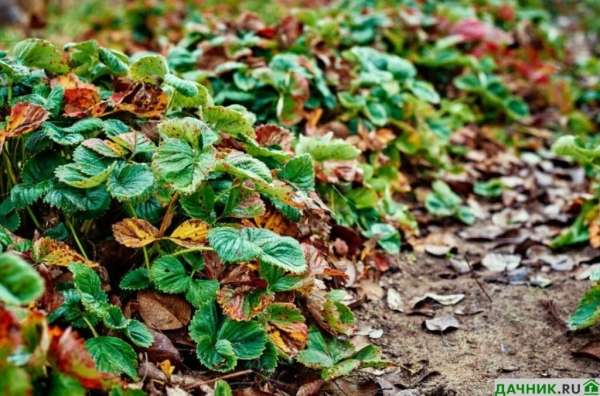 Чем подкормить осенью садовую землянику?