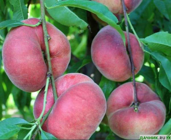 Полная информация об инжирном персике: от описания и посадки до применения