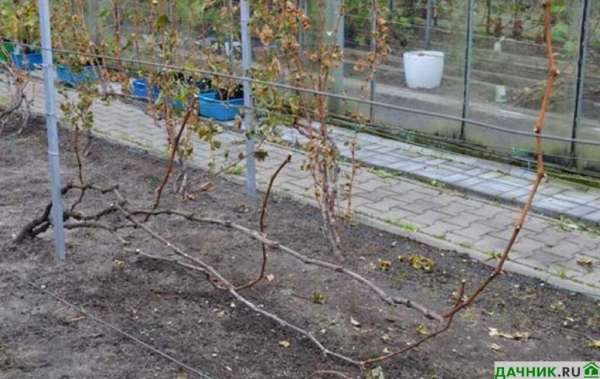 Обработка виноградной лозы железным купоросом осенью