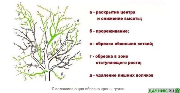 Сорт груши Велеса: описание, характеристики, достоинства и недостатки, посадка и выращивание