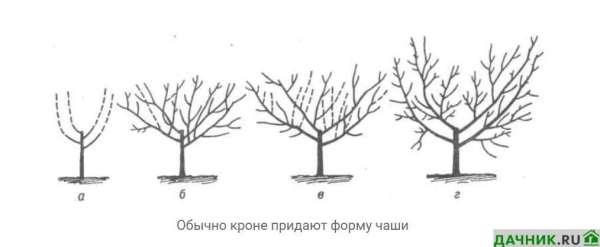 Сорт груши Велеса: описание, характеристики, достоинства и недостатки, посадка и выращивание