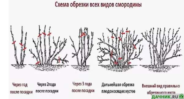 Характеристики и выращивание чёрной смородины Селеченская 2